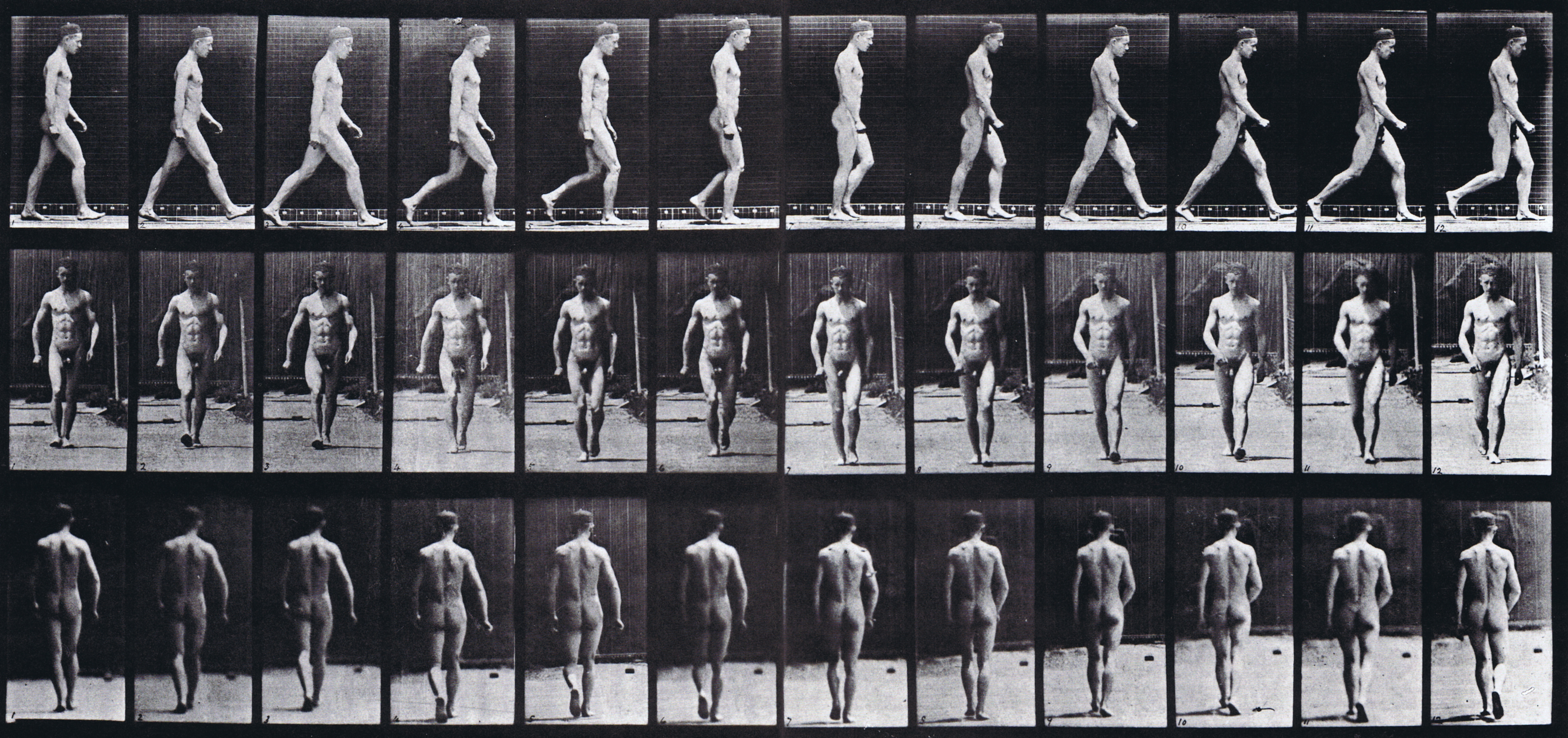 large muybridge plate or nude male walking with profile front and rear view wearing hat and a single stride