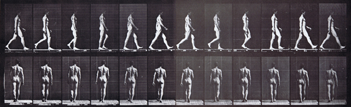 animation refrence muybridge plate 2 of nude male doing a looping walkcycle a profile and rear view of model