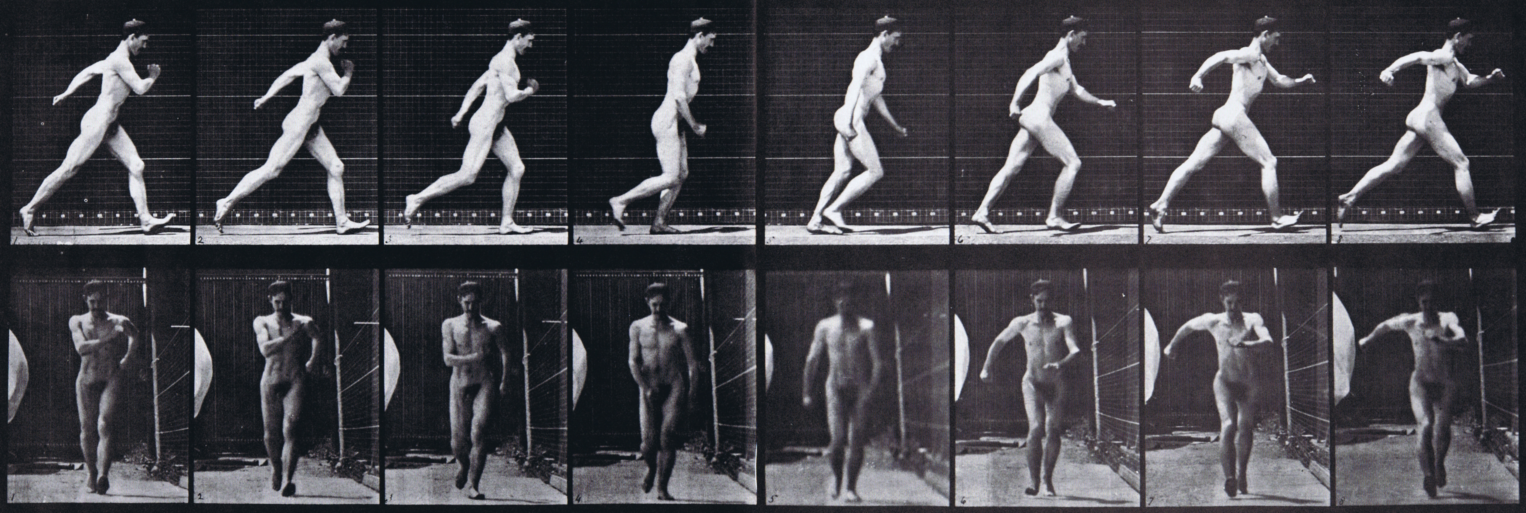 large muybridge plate 4 for aristic refrence of nude male speed walking with profile and front view