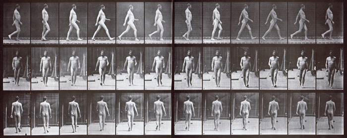 nude male looping walkcycle using muybridge plate 11 as artist reference