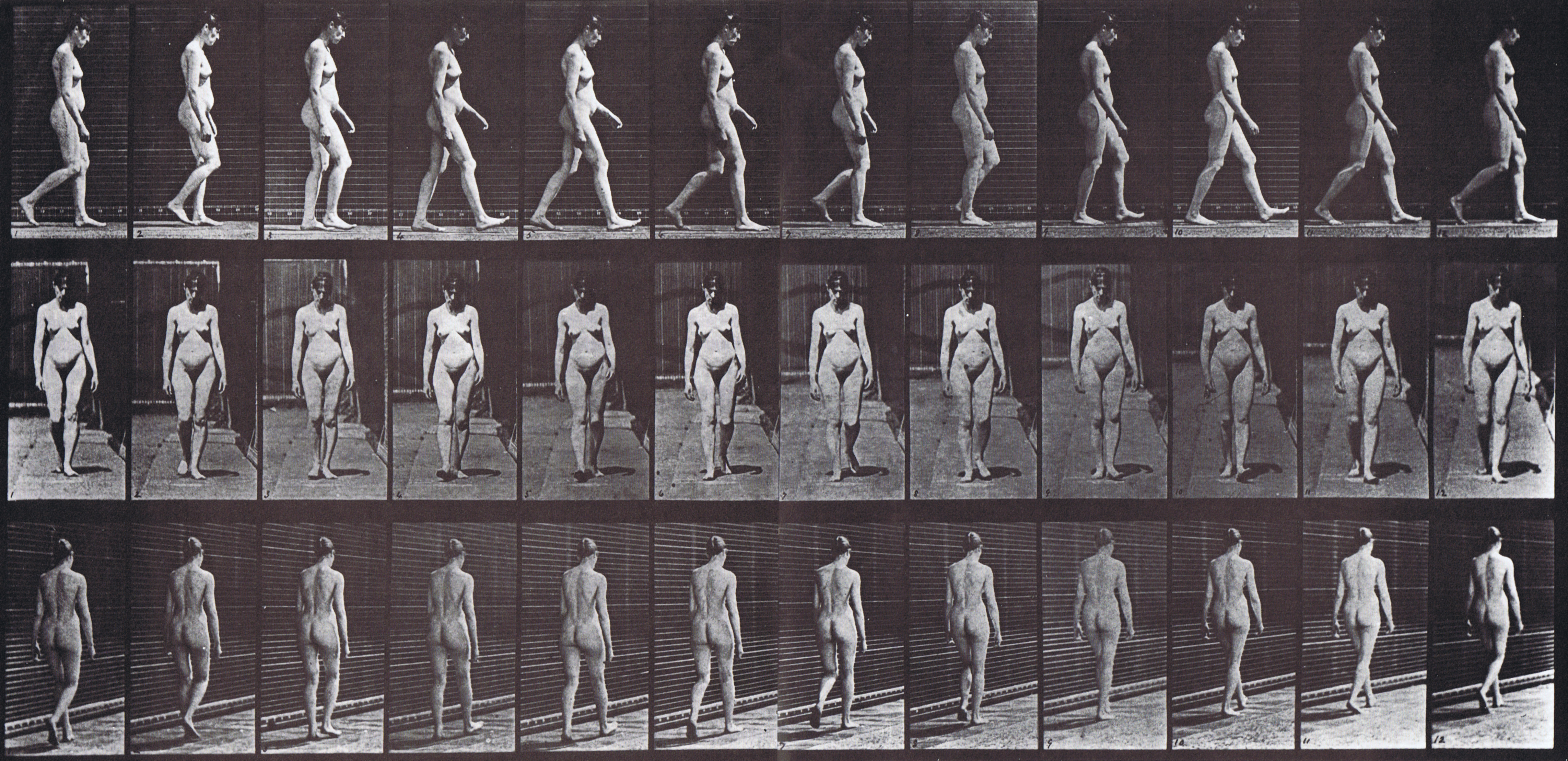 large nude female looping walkcycle artist reference using muybridge plate 13