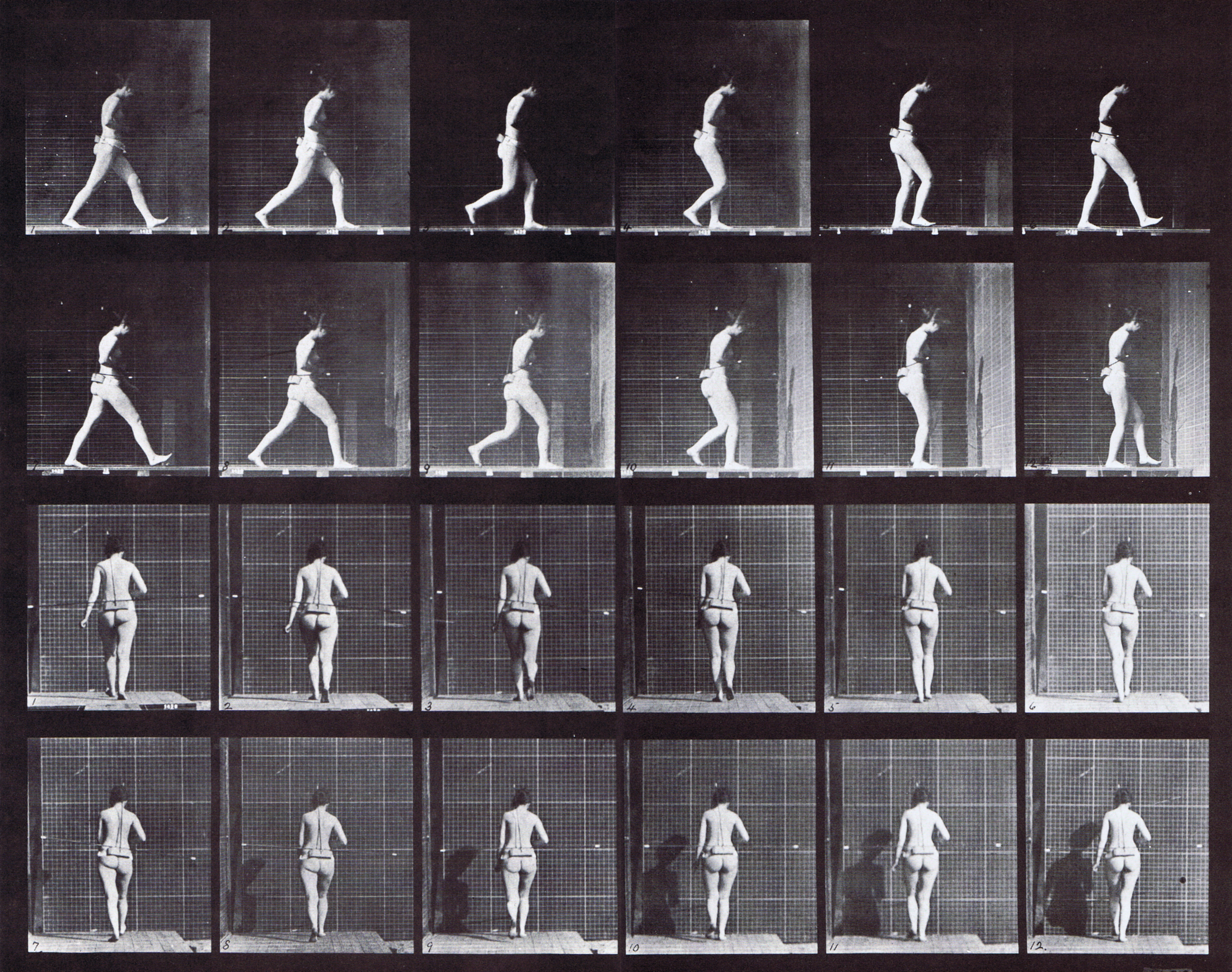 large animator reference using muybridge plate 20 of a nude female walking with guides of profile and rear views