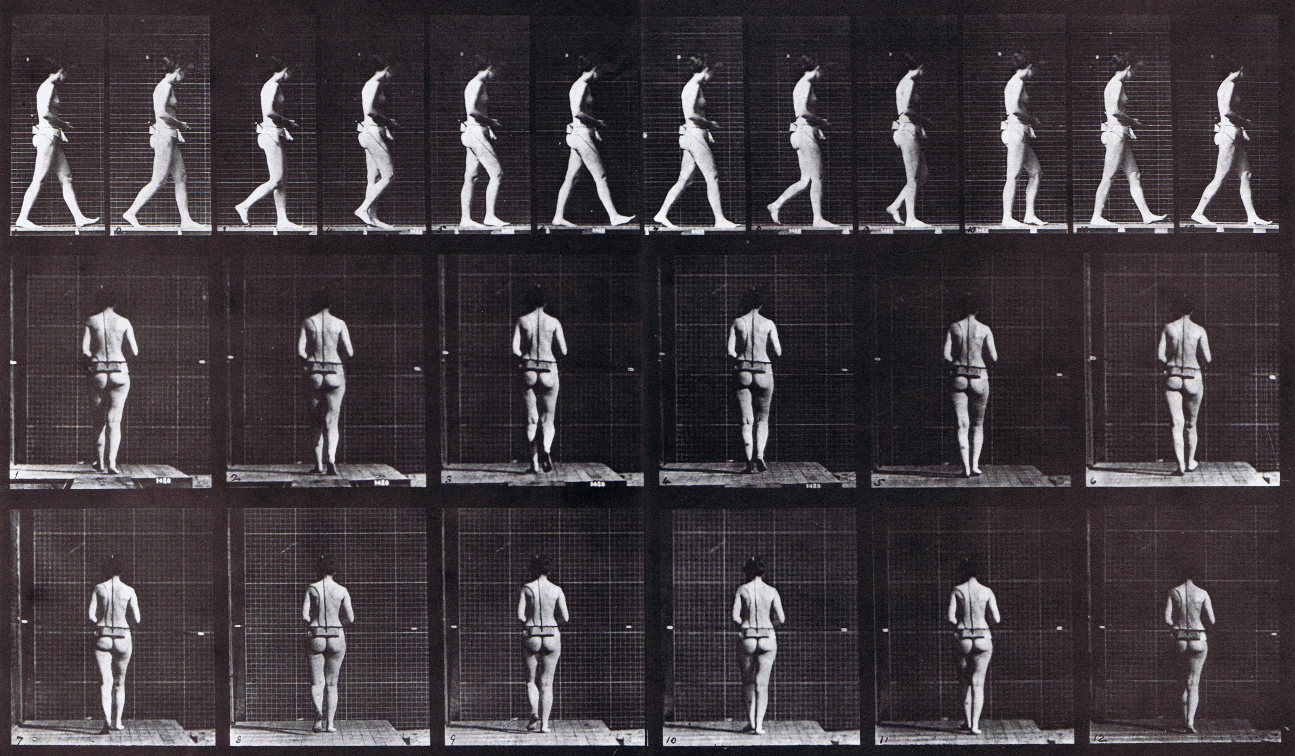 animation reference using muybridge plate 21 of nude female looping walkcycle with guides