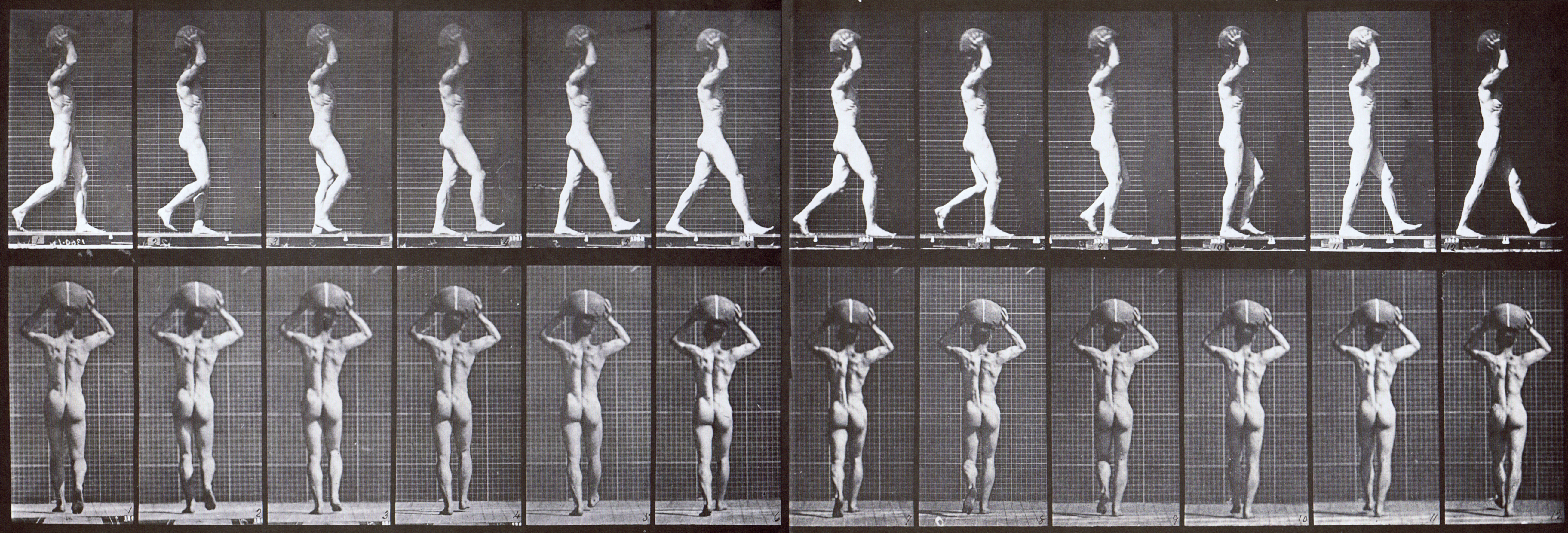 large nude male looping walkcycle carrying a 75 pound stone on his head with hands raised animation reference from muybridge plate 27 animal locomotion