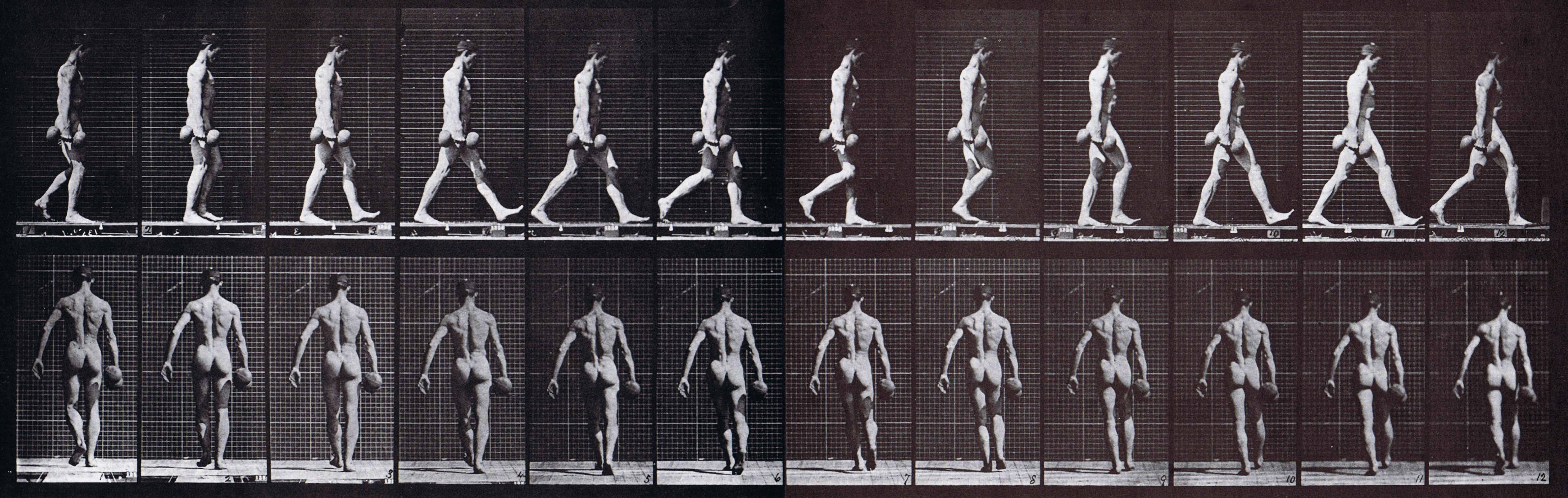 large nude male walking carrying 50 pound dumbbell in his right hand animation reference from muybridge plate 28 animal locomotion