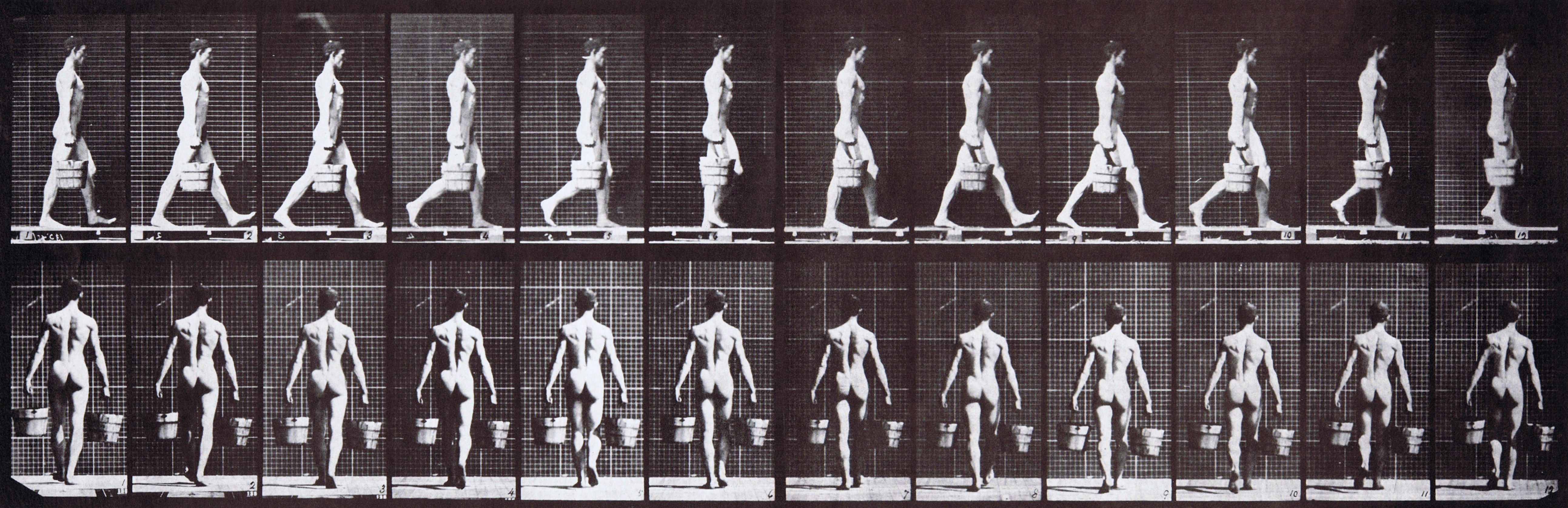 large nude male looping walkcycle carrying a bucket of water in each hand animator reference from muybridge plate 29 with profile and rear view of model
