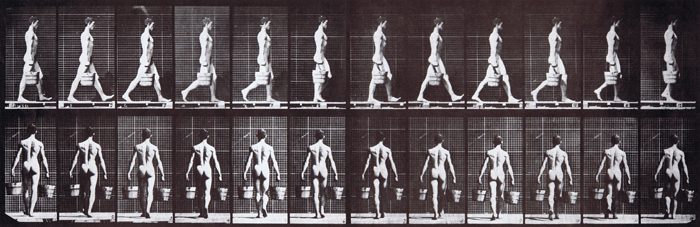 nude male looping walkcycle carrying a bucket of water in each hand animator reference from muybridge plate 29 with profile and rear view of model