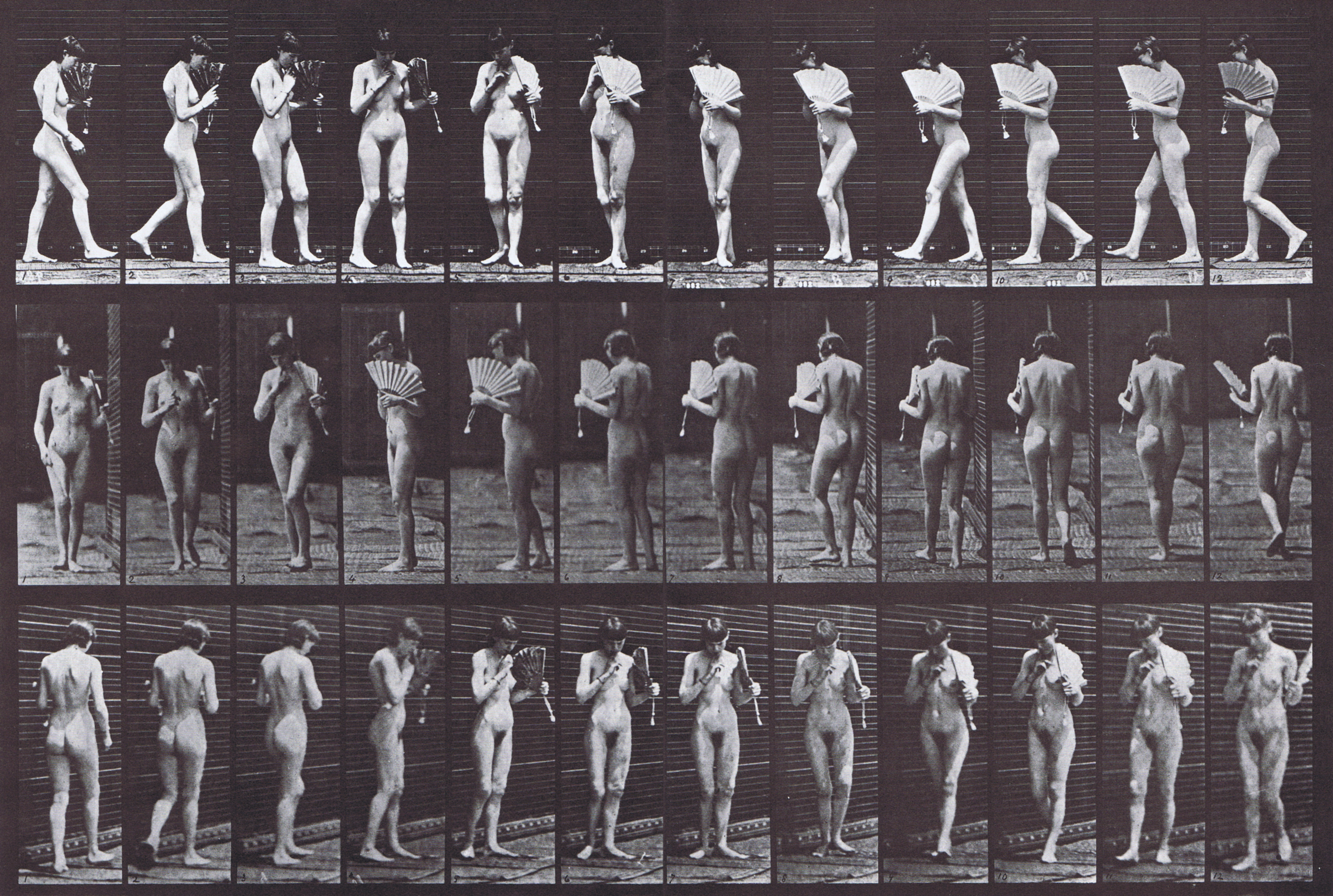 large profile, front, and rear three-quarter views of nude female walking and flirting fan while turning around animation reference using muybridge plate 46 from animal locomotion