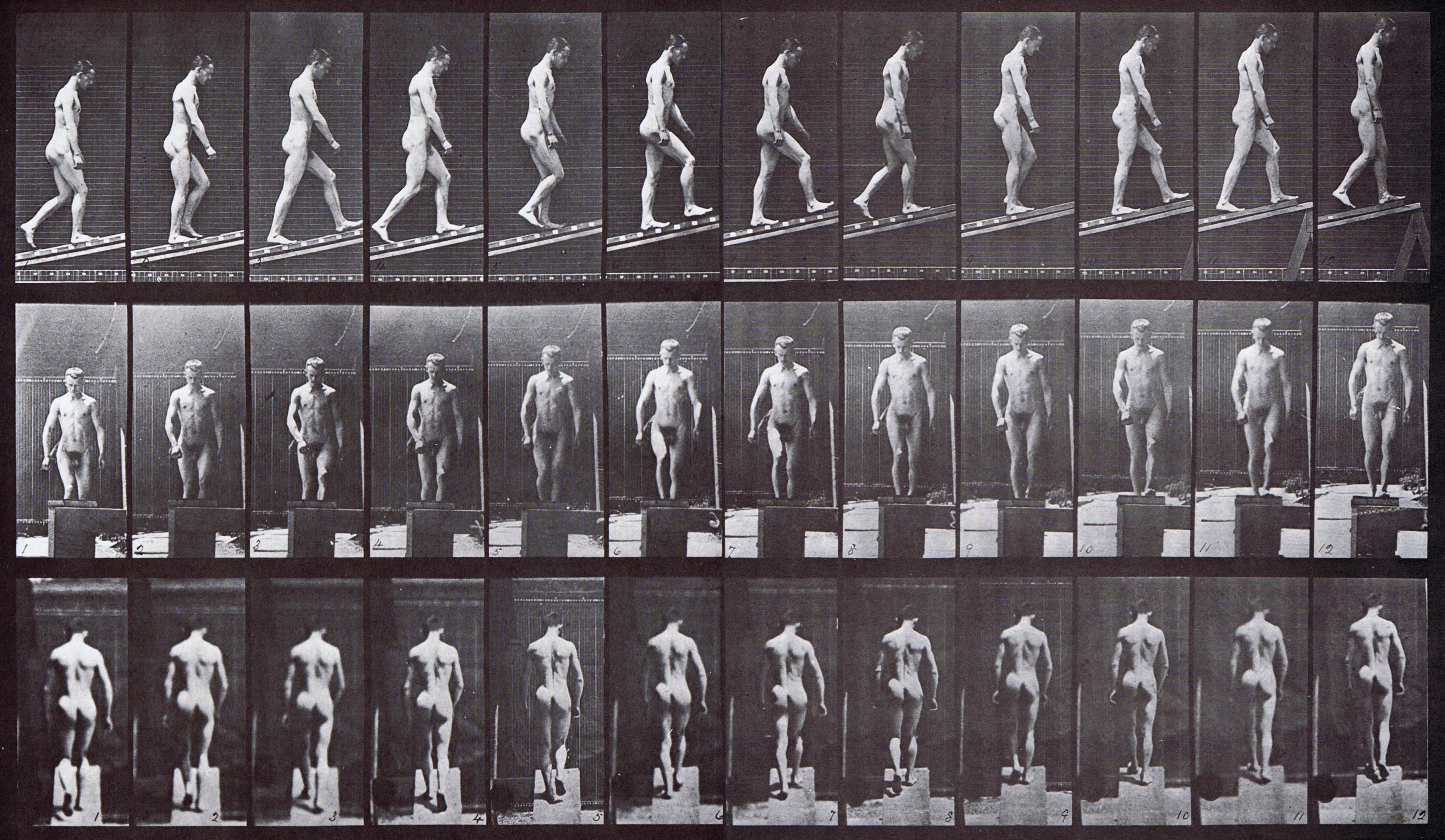 large profile, front, and rear view of nude male assending an incline, looping walkcycle animation reference using muybridge plate 74 from animal locomotion