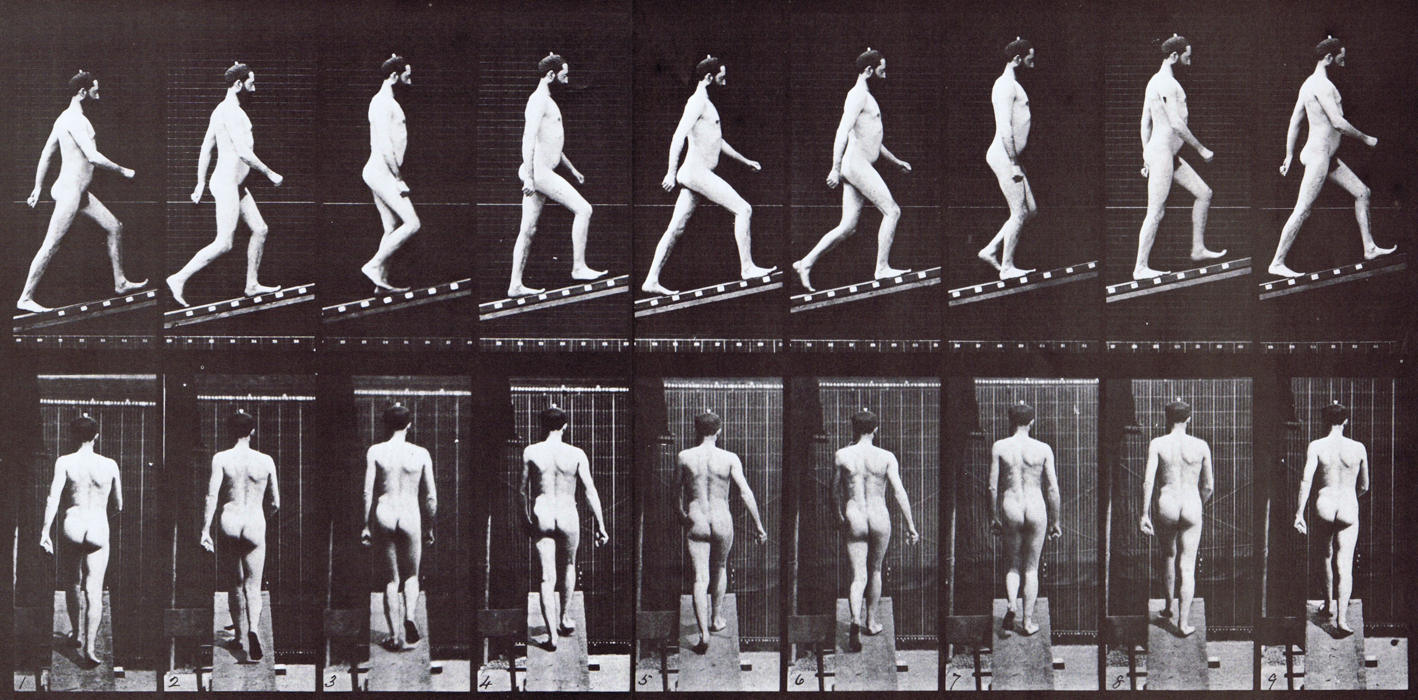 large profile and rear view of nude male assending an incline, looping walkcycle animation reference using muybridge plate 75 from animal locomotion