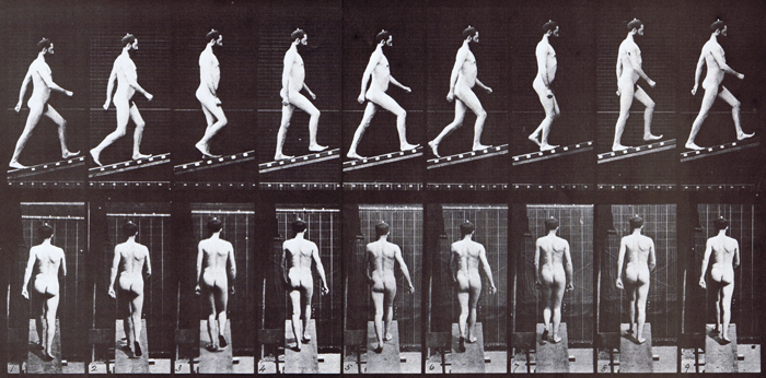 Profile and rear view of nude male assending an incline, looping walkcycle animation reference using muybridge plate 75 from animal locomotion