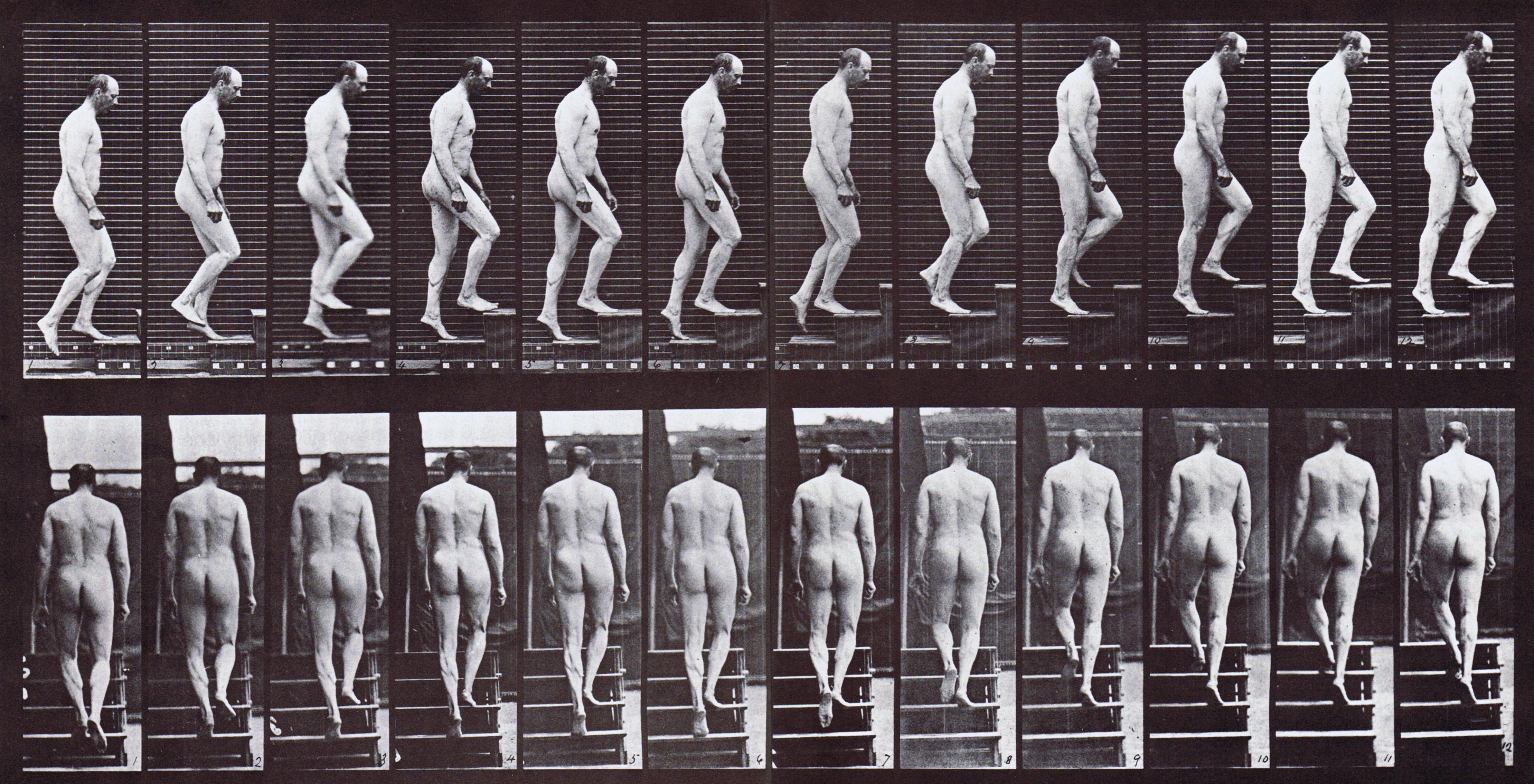 large profile and rear views of looping walkcycle of nude male ascending stairs animation reference using muybridge plate 89 from animal locomotion