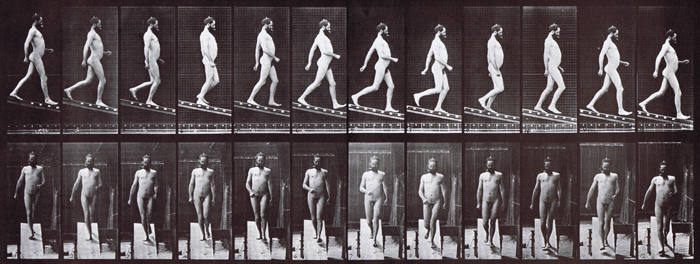 Profile view of nude male descending incline, looping walkcycle animation reference using muybridge plate 113 from animal locomotion