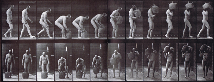 Profile and front views of nude male stooping and lifiting a full demijohn to shoulder then walking animation reference using muybridge plate 218 from animal locomotion