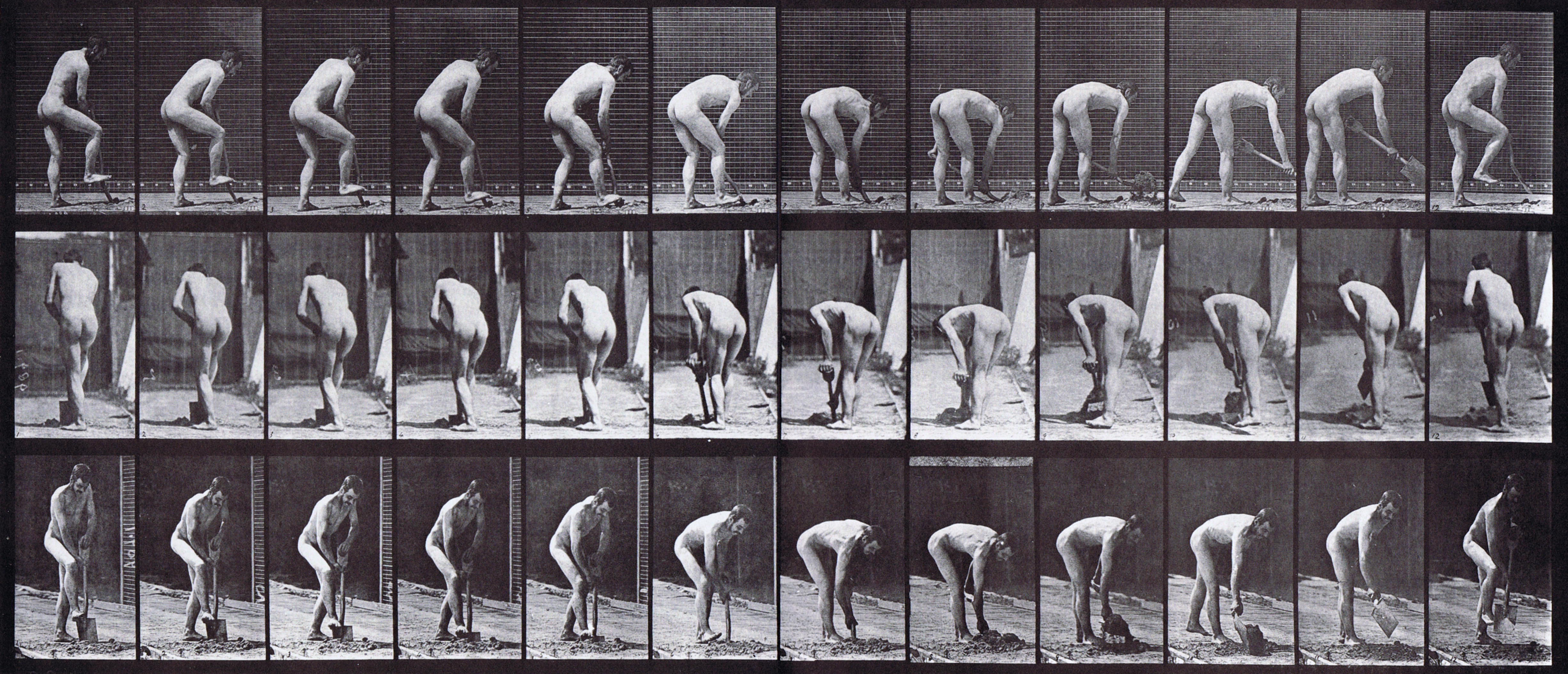 large profile, rear, and fron three-quater views of nude male farmer using a spade loop animation reference using muybridge plate 388 from animal locomotion