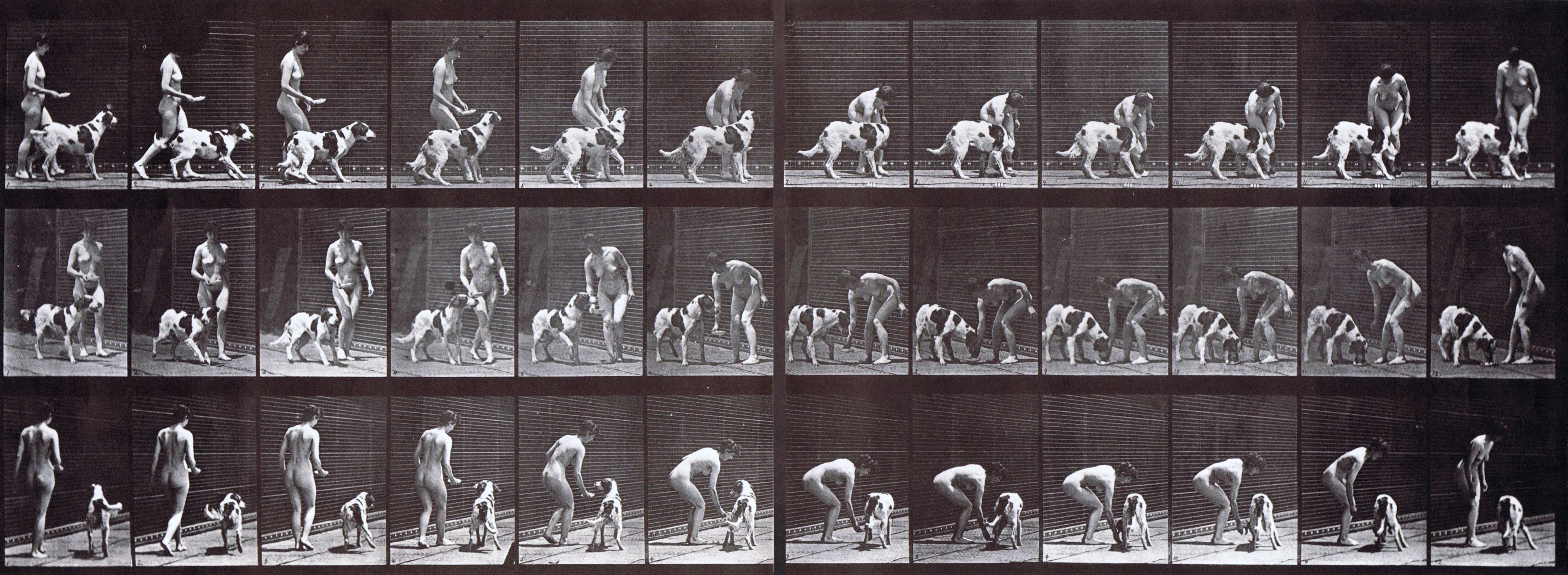 large profile, front three-quarter, and rear three-quarter views of nude female feeding a dog animation reference using muybridge plate 449 from animal locomotion