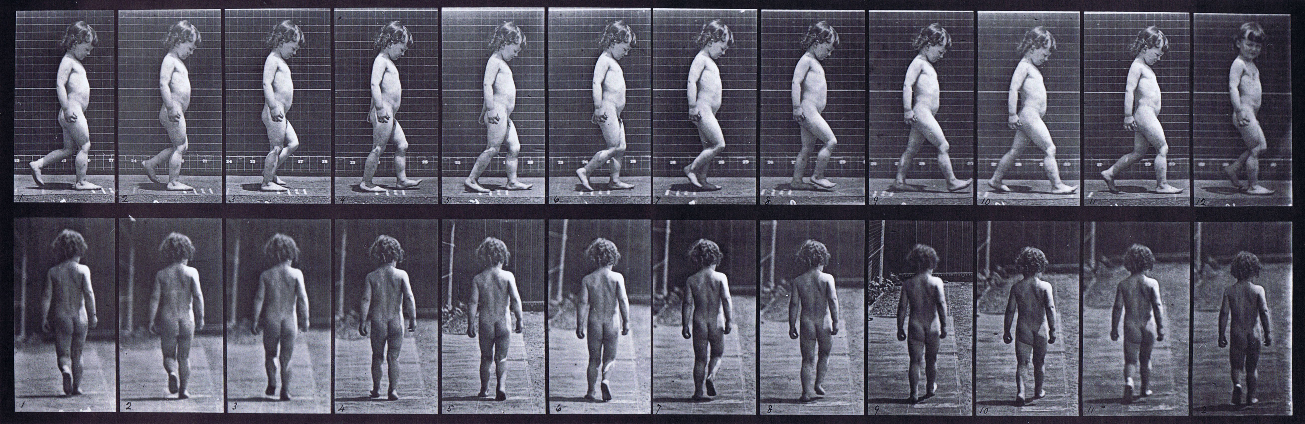 large profile and rear views of a nude male toddler child looping walking animation reference using muybridge plate 467 from animal locomotion