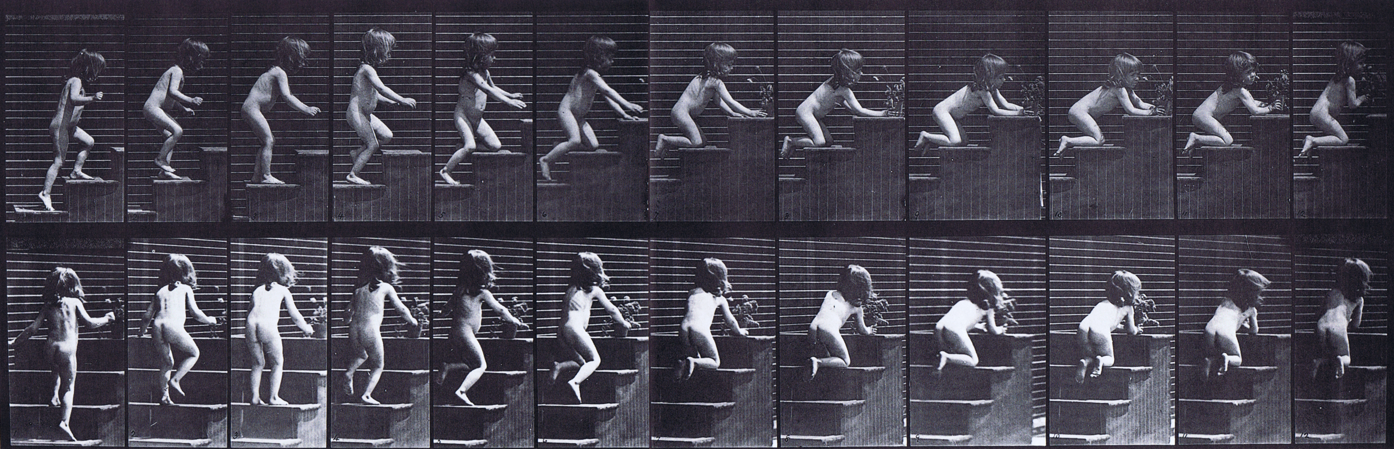 large profile and rear three-quarter views of nude female toddler child walking up stairs then kneeling and reaching for a vase of flowers animation reference using muybridge plate 474 from animal locomotion