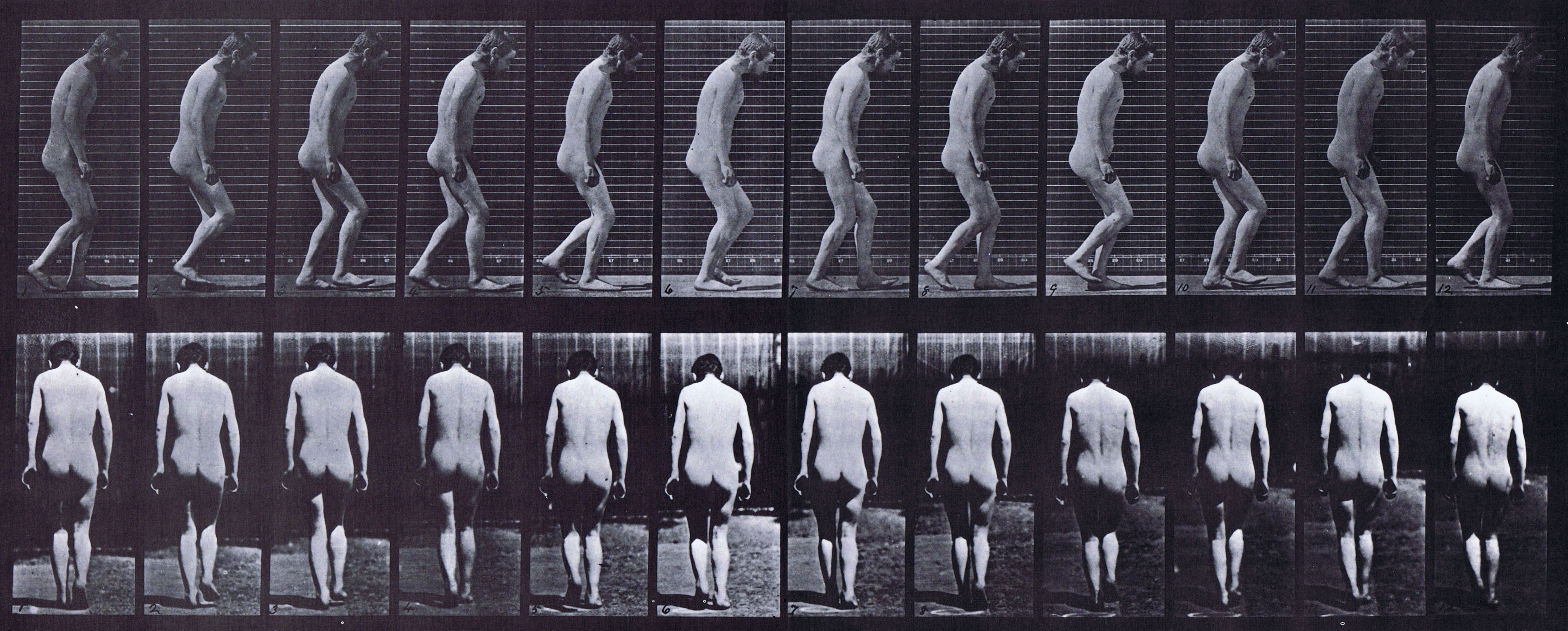 large profile and rear views of nude male with stuporous melancholia walking animation reference using muybridge plate 558 from animal locomotion