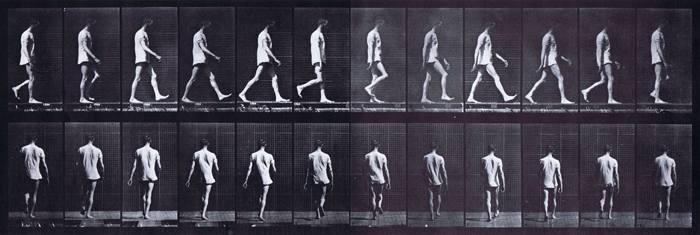 Profile and rear views of semi nude male in shirt with locomotor ataxia walkcycle animation reference using muybridge plate 560 from animal locomotion