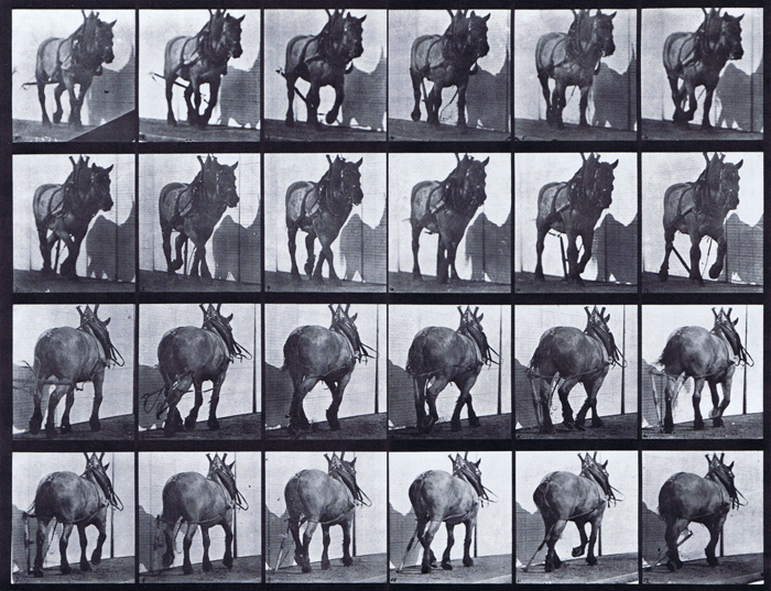 Front three-quarter and rear three-quarter views of horse hauling a broken log chain animation reference using muybridge plate 564 from animal locomotion