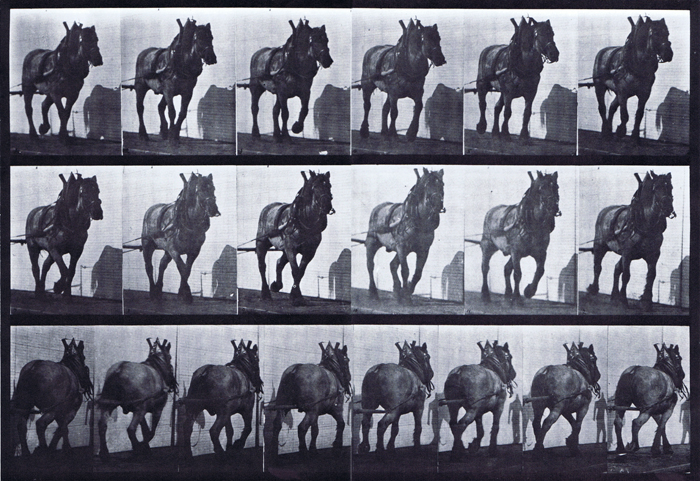Front three-quarter and rear three-quarter views of horse hauling animation reference using muybridge plate 566 from animal locomotion