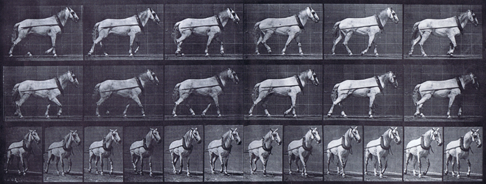 Profile and front three-quarter views of horse hauling animation reference using muybridge plate 571 from animal locomotion