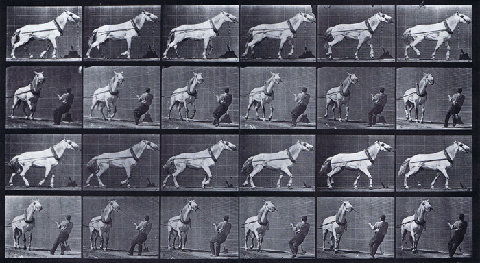 Profile and front three-quarter views of horse hauling while being pulled by a man animation reference using muybridge plate 573 from animal locomotion