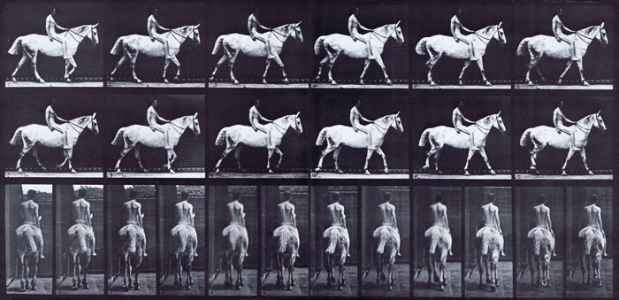 Profile and rear views of horse walking with nude male rider riding bareback animation reference using muybridge plate 581 from animal locomotion