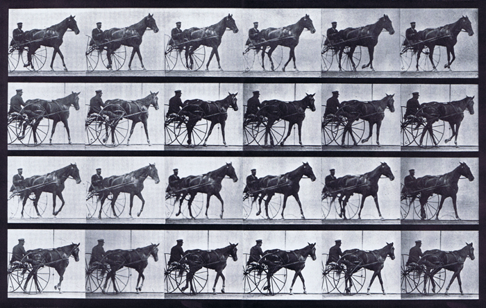 Front three-quarter and rear three-quarter views of horse walking while harnessed to a sulky with a male rider animation reference using muyrbridge plate 587 from animal locomotion