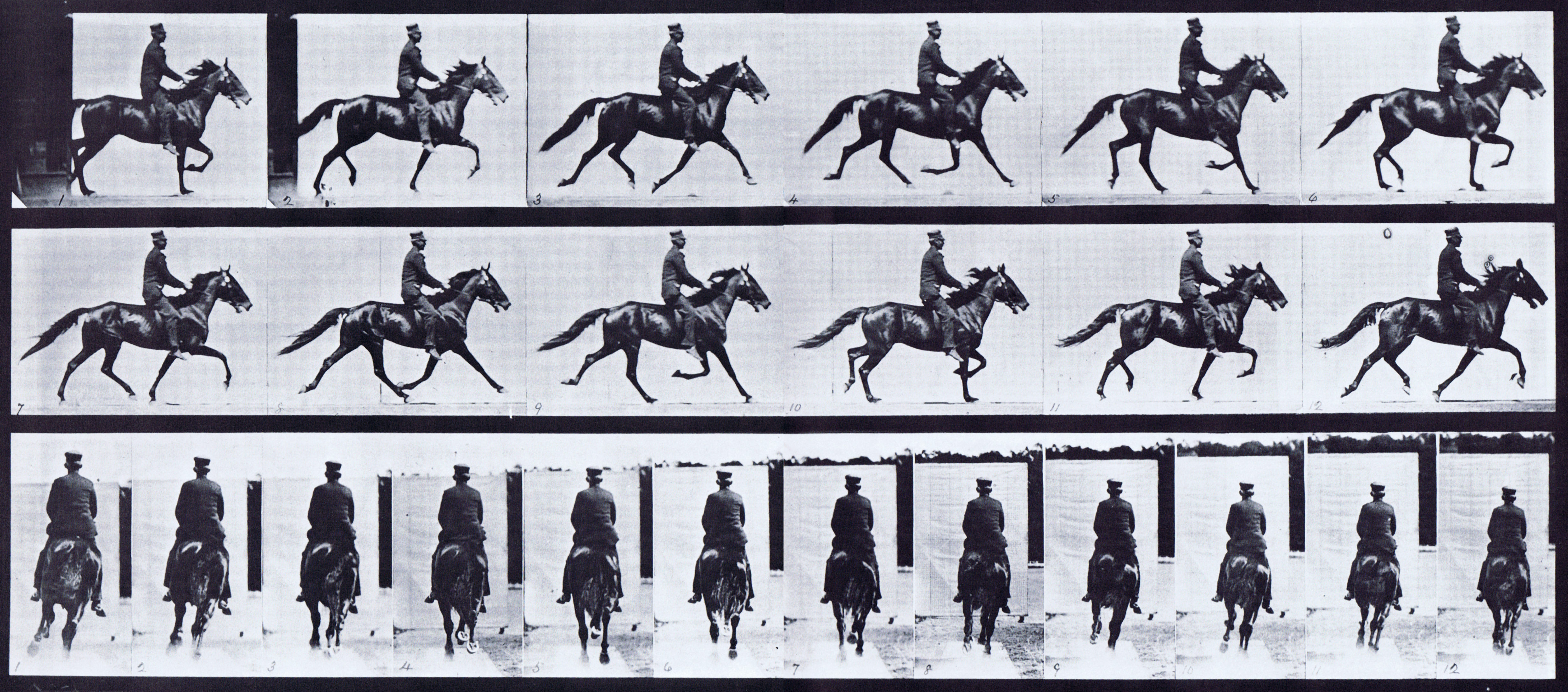 large profile and rear views of horse pacing with a saddled clothed male rider animation reference using muybridge plate 592 from animal locomotion