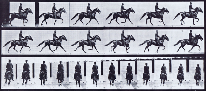 Profile and rear views of horse pacing with a saddled clothed male rider animation reference using muybridge plate 592 from animal locomotion