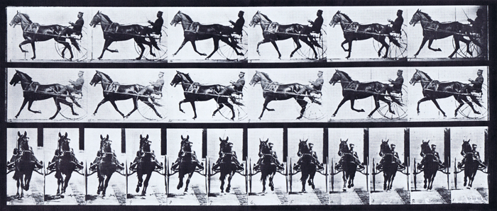 Profile and front views of looping horse pacing while harnessed to a sulky with a male rider animation reference using muybridge plate 595 from animal locomotion