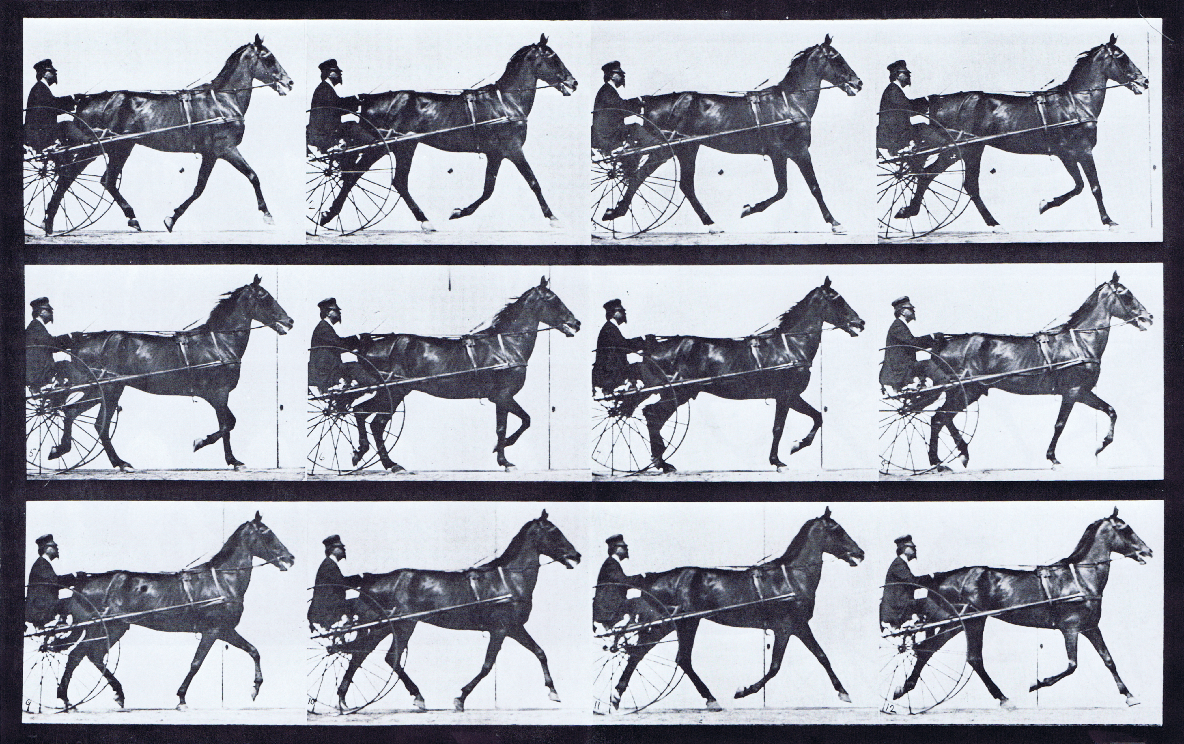 large profile view of horse trotting while harnessed to a sulky with a clothed male rider animation reference using muybridge plate 605 from animal locomotion