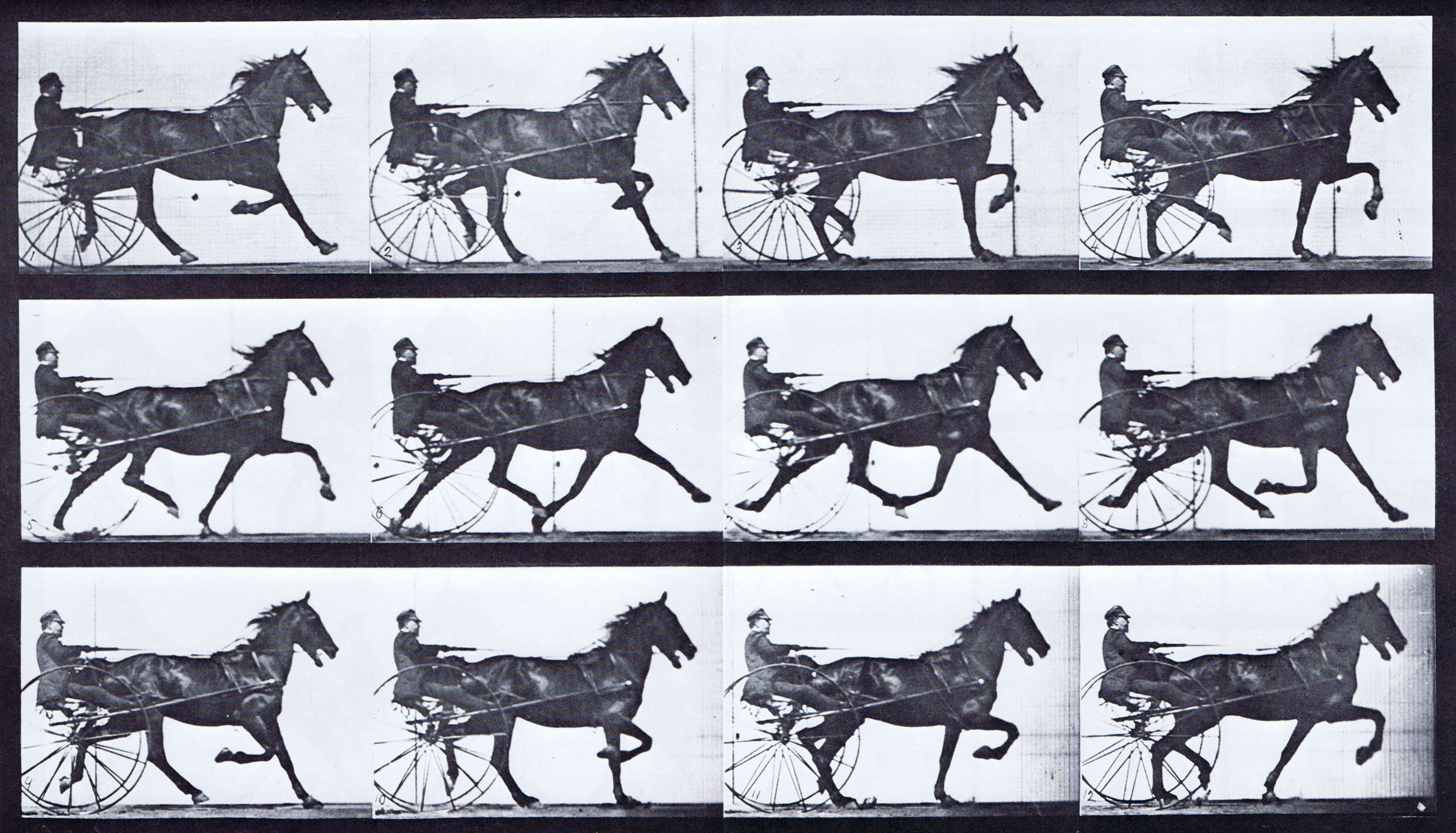 large profile view of horse trotting while harnessed to a sulky with a clothed male rider animation reference using muybridge plate 606 from animal locomotion