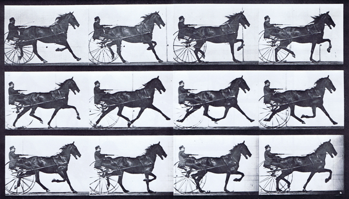 Profile view of horse trotting while harnessed to a sulky with a clothed male rider animation reference using muybridge plate 606 from animal locomotion