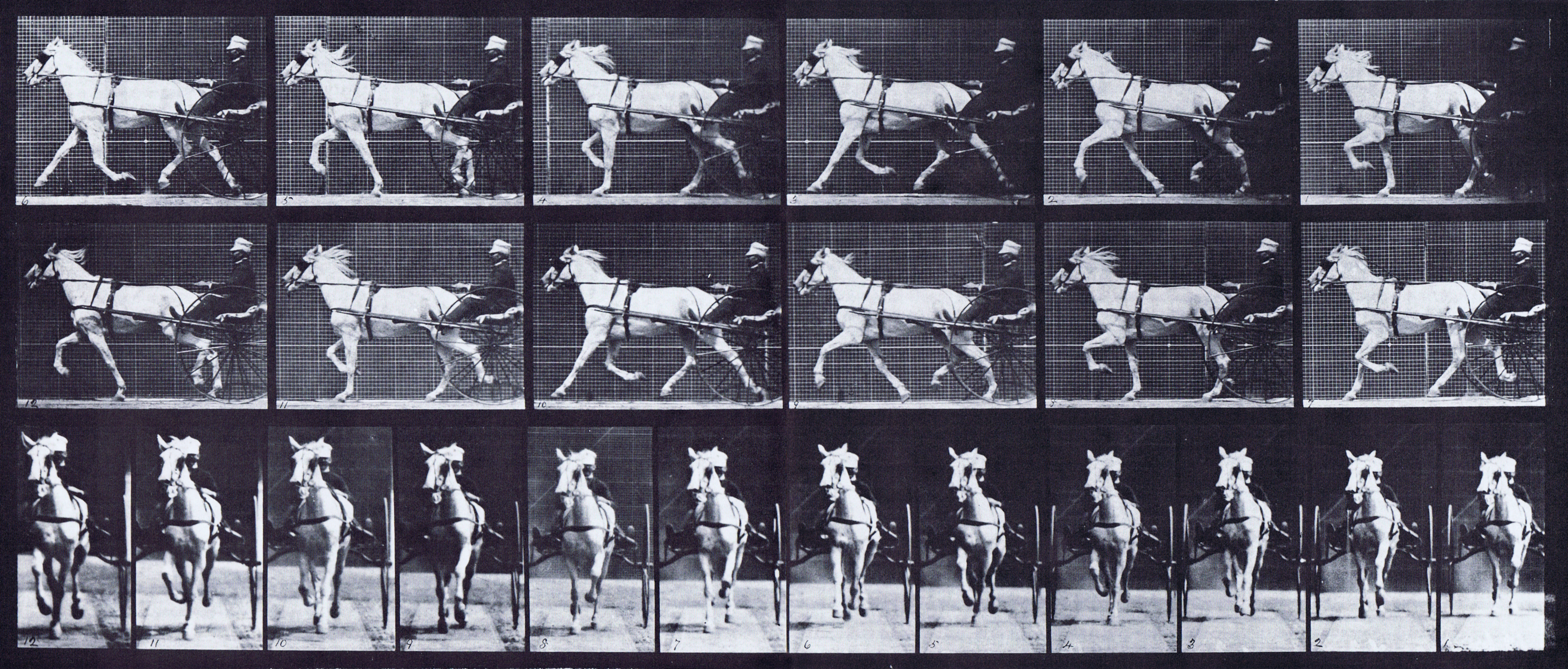large profile and front views of horse trotting while harnessed to a sulky with a clothed male rider animation reference using muybridge plate 610 from animal locomotion