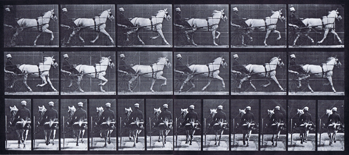 Profile and rear views of horse trotting while harnessed to a sulky with a clothed male rider animation reference using muybridge plate 611 from animal locomotion