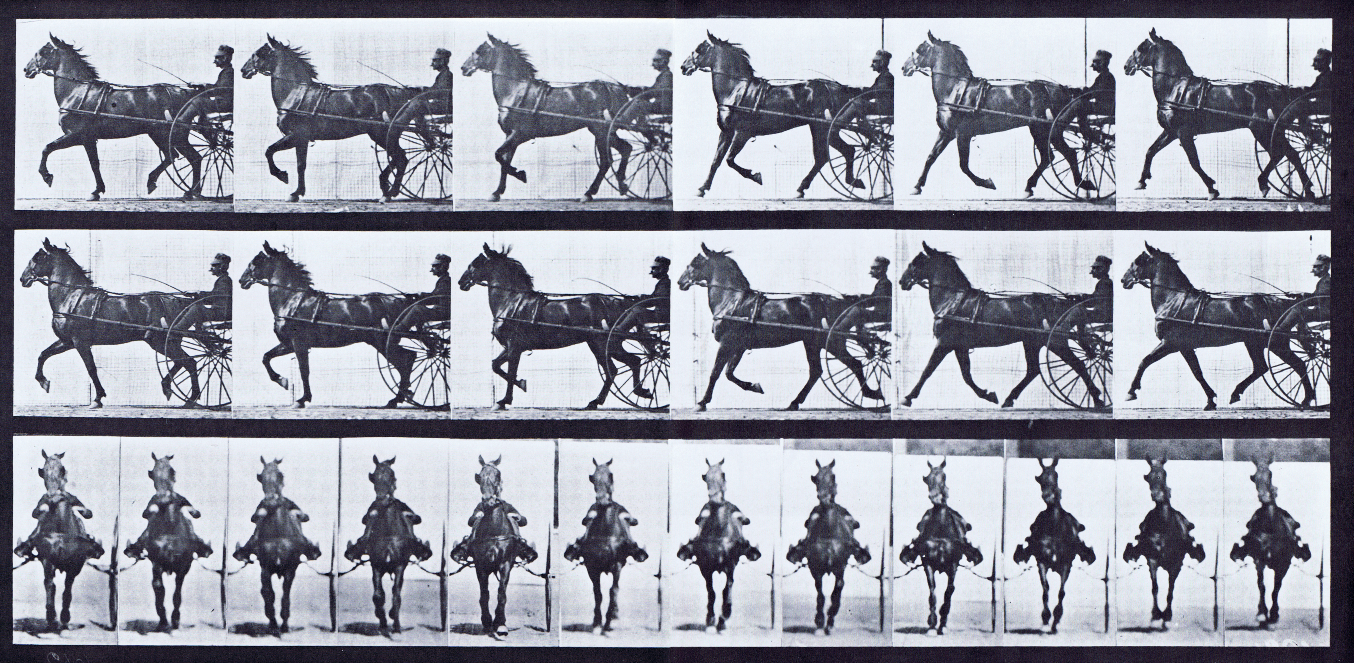 large profile and front views of horse trotting while harnessed to a sulky with a clothed male rider animation reference using muybridge plate 612 from animal locomotion