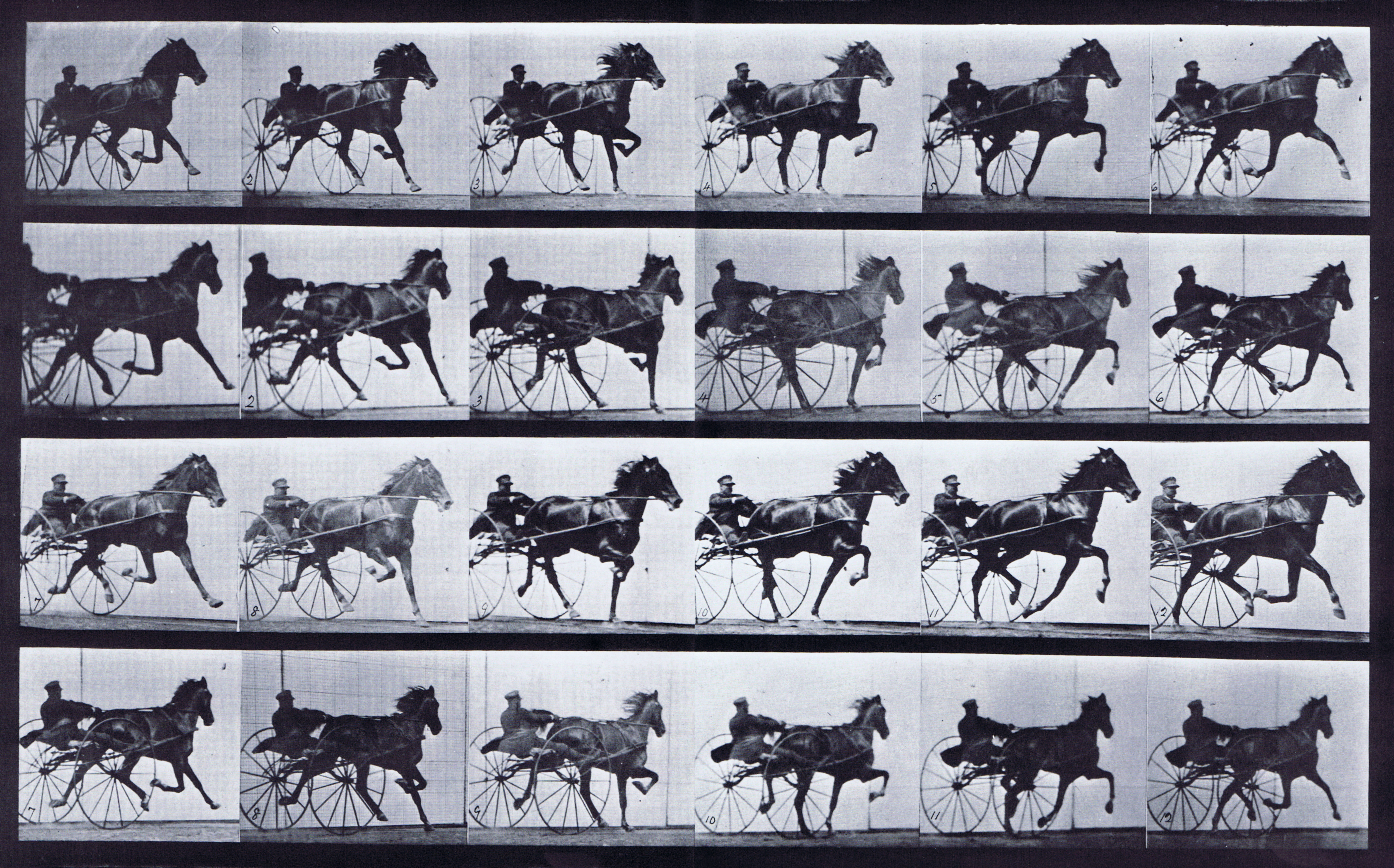 large front three-quarter and rear three-quarter views of horse trotting while harnessed to a sulky with clothed male rider animation reference using muybridge plate 613 from animal locomotion