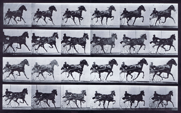 Front three-quarter and rear three-quarter views of horse trotting while harnessed to a sulky with clothed male rider animation reference using muybridge plate 613 from animal locomotion