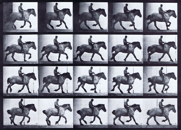 Profile view of horse cantering with clothed male rider riding bareback animation reference using muybridge plate 615 from animal locomotion