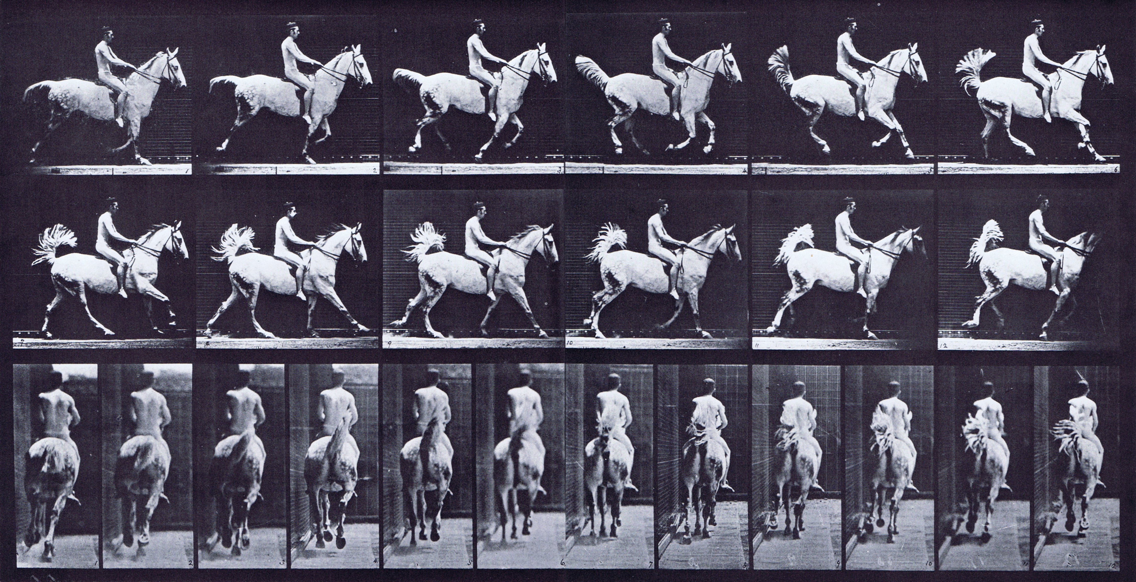 large profile and rear views of horse cantering with a saddled nude male rider animation reference using muybridge plate 622 from animal locomotion