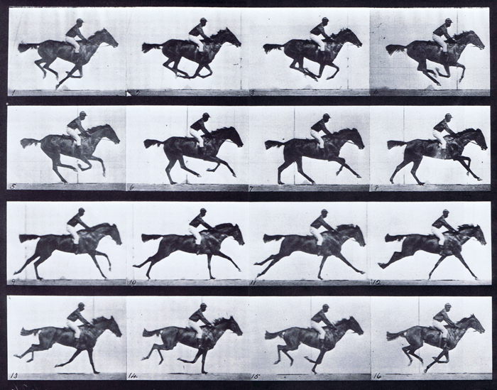 Profile view of horse galloping with a saddled clothed male rider animation reference using muybridge plate 626 from animal locomotion