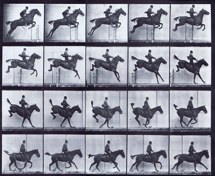 Profile view of horse jumping a hurdle, landing, recovering, with saddled clothed male rider animation reference using muybridge plate 637 from animal locomotion