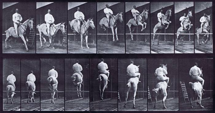 Front three-quarter and rear three-quarter views of horse jumping a hurdle with saddled clothed male rider animation reference using muybridge plate 645 from animal locomotion