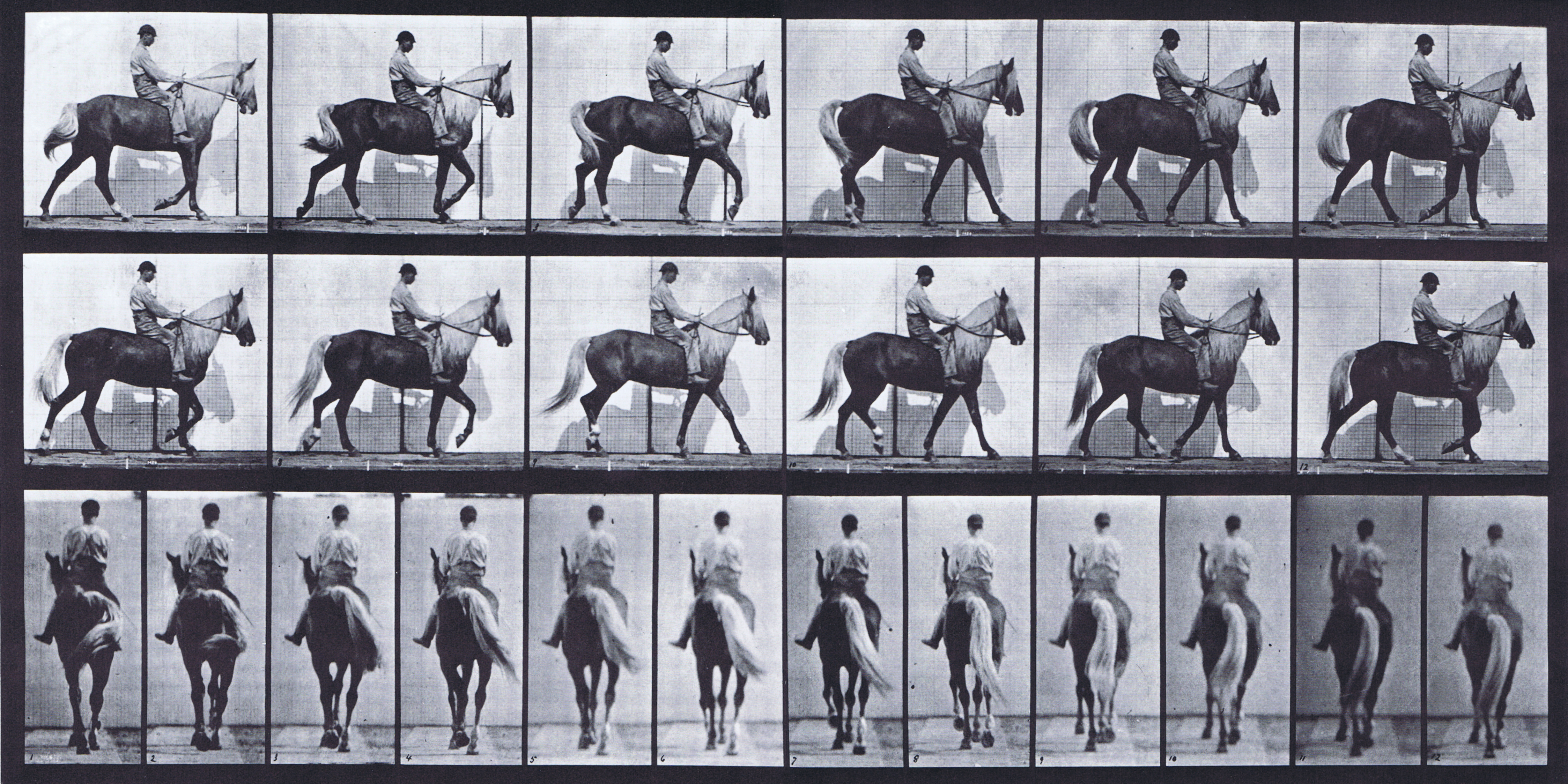 large profile and rear views of horse walking with lame right foot animation reference using muybridge plate 653 from animal locomotion