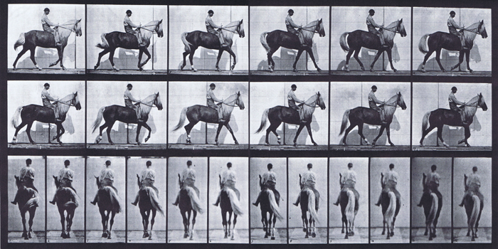 Profile and rear views of horse walking with lame right foot animation reference using muybridge plate 653 from animal locomotion