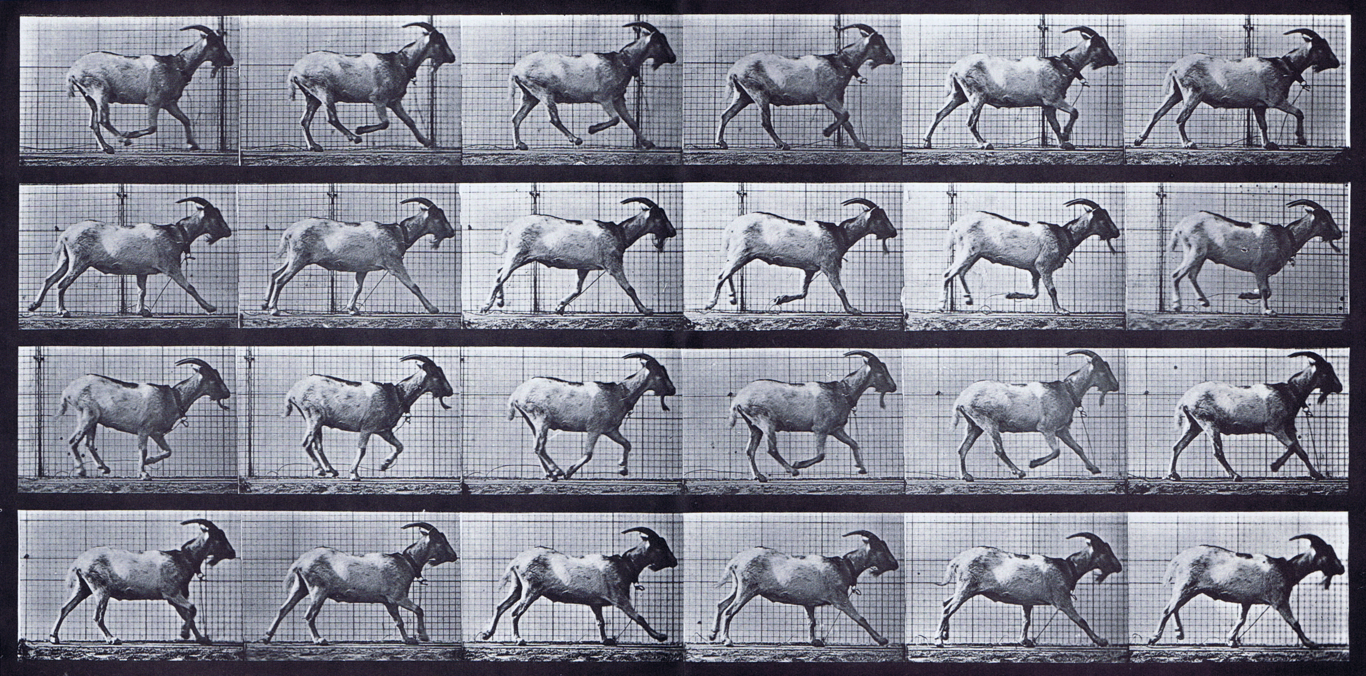 large profile view of goat galloping animation reference using muybridge plate 679 from animal locomotion