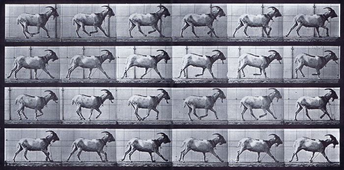 Profile view of goat galloping animation reference using muybridge plate 679 from animal locomotion